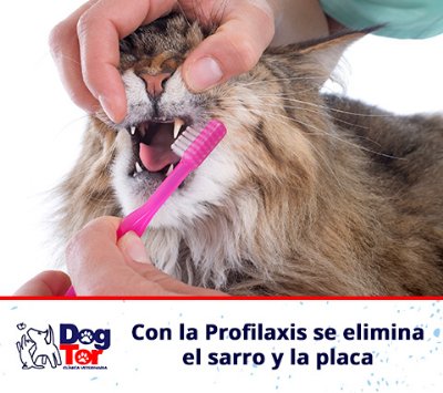Gato en odontologa veterinaria en Bogot