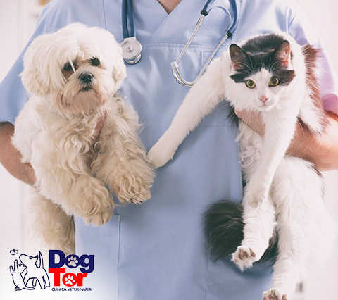 Mascotas siendo atendidas en clnica veterinaria Bogot