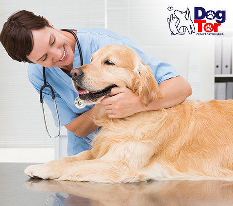Perro en mejor veterinaria de Bogot