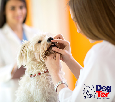 Perro en consulta de odontologa veterinaria en Bogot