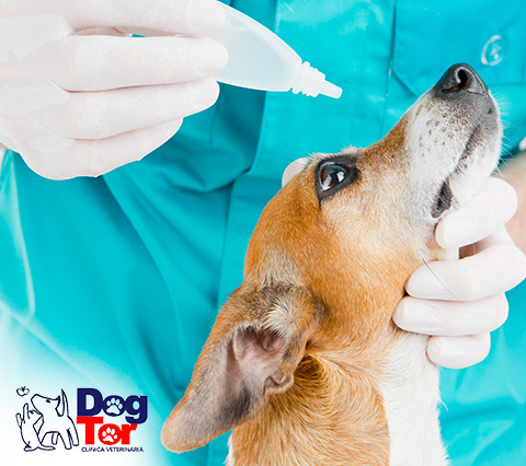 Canino en consulta de oftalmologia veterinaria en Bogot