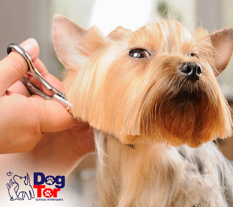 Realizando corte en peluqueria canina Bogot
