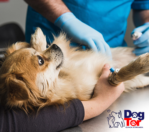 Perro en urgencias veterinarias Bogot