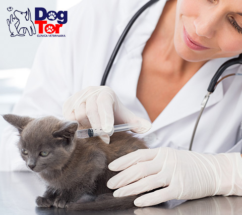 Doctora colocando vacuna para gatos en Bogot