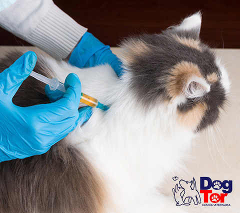Mascota recibiendo vacunas para gatos en Bogot