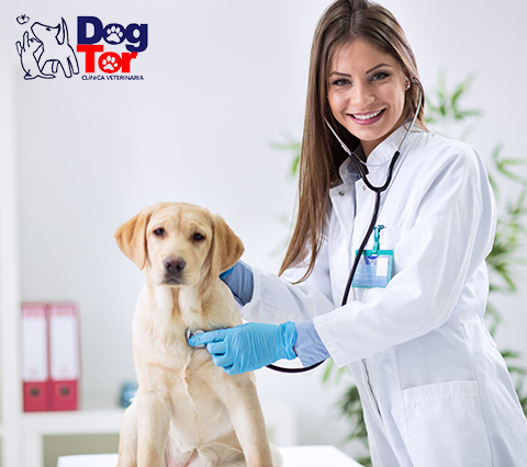 Doctora veterinaria de perros y gatos en Bogot