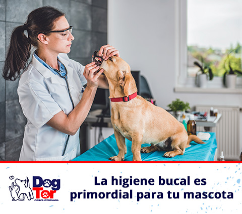 Odontología veterinaria en Bogotá