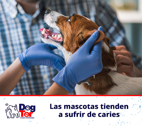 Perro en odontología veterinaria en Bogotá