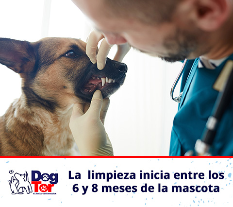 Consulta en odontología veterinaria en Bogotá