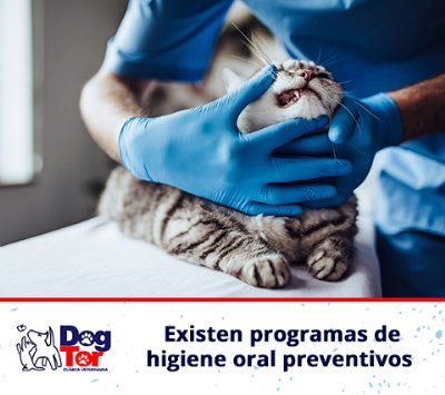 Gato pequeño en odontología veterinaria en Bogotá