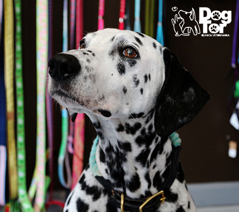 Perro dalmata en tienda de accesorios para mascotas Bogot