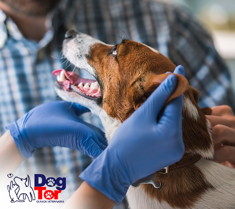 Perro en clnica veterinaria 24 horas Bogot