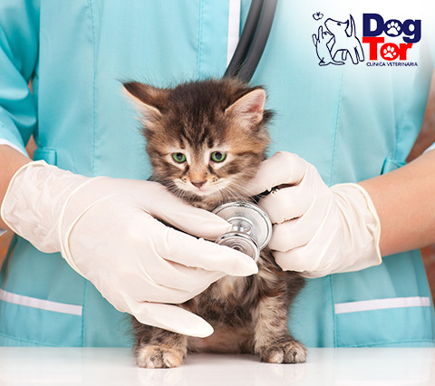 Gato pequeño en clínica veterinaria 24 horas Bogotá