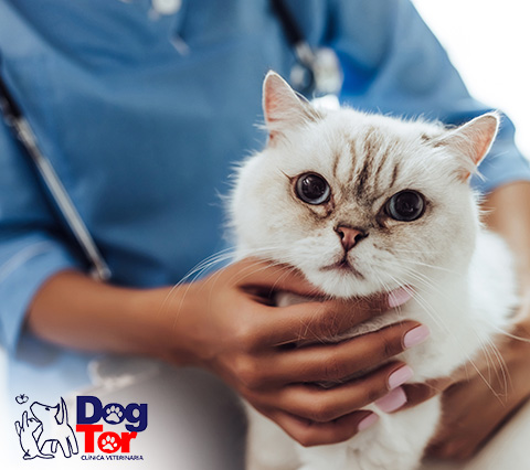 Gato en manos de doctora en clnica veterinario de Bogot 