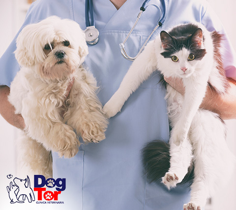 Somos la mejor clínica veterinaria en Bogotá para tu mascota Mascotas siendo atendidas en clínica veterinaria Bogotá