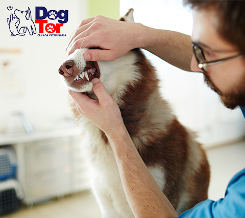 Canino en revisión de odontología veterinaria en Bogotá