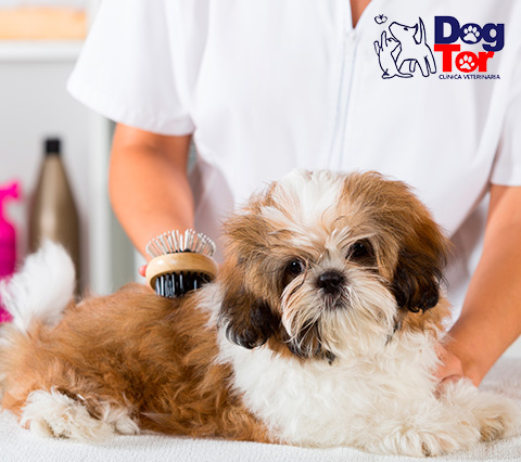 Perro en peluqueria canina Bogot