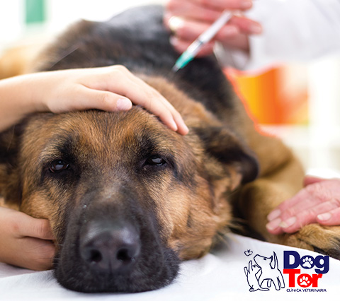 Vacunas para perros en Bogotá en clínica